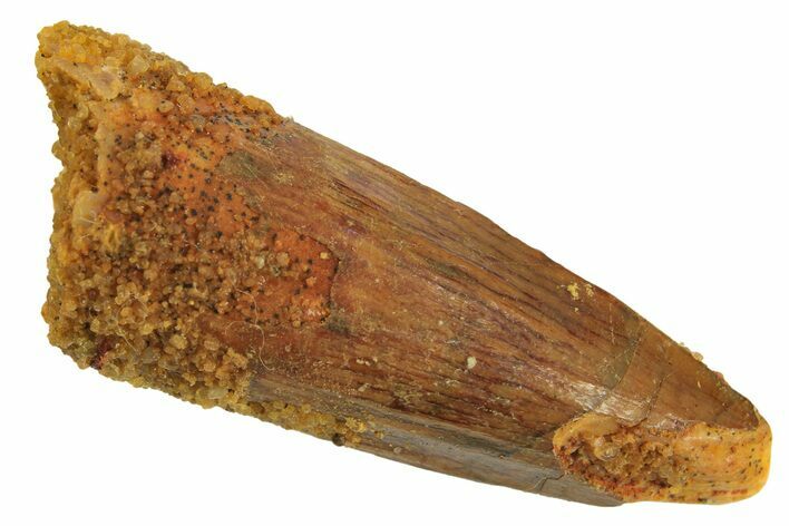Juvenile Fossil Spinosaurus Tooth - Real Dinosaur Tooth #296921